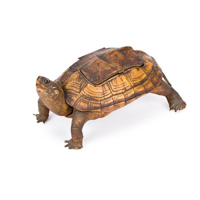 Lot 942 - TAXIDERMY: A TERRAPIN (MALACLEMYS TERRAPIN) INKSTAND